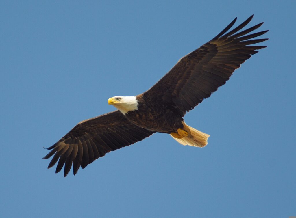 A Bald Eagle Soaring in The Sky, Embodying its Full Potential as Nature Intended.