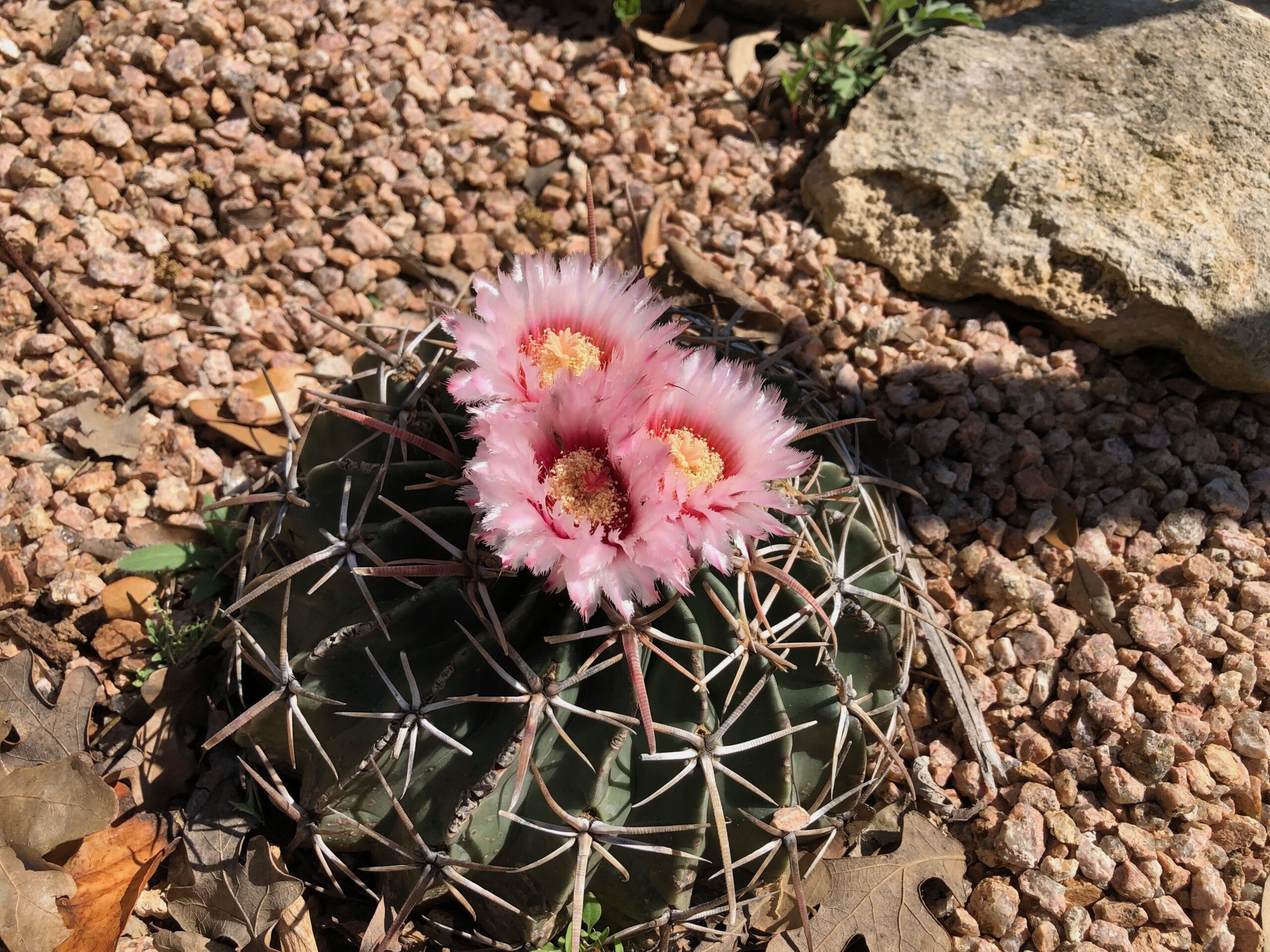 In A Rugged Landscape, A Resilient Cactus Stands Out, Its Vibrant Flowers Blooming Between Weathered Rocks. Despite The Harsh Environment, The Cactus Thrives, Showcasing Its Tenacity And Beauty. Each Delicate Blossom Contrasts With The Sturdy, Unyielding Rocks, Symbolizing Growth And Happiness Flourishing In The Most Unexpected Places.