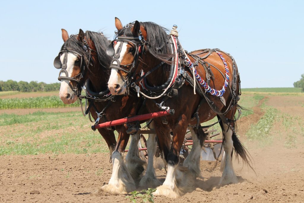Clydesdale horses working together