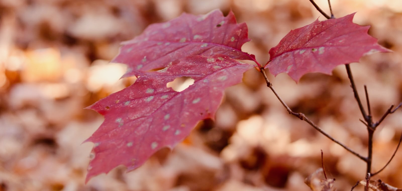 Fall color leaf in forest preserve
