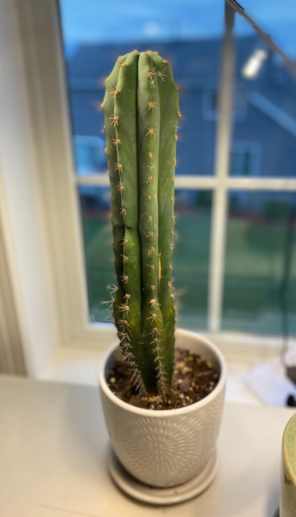 Windowsill Cactus
